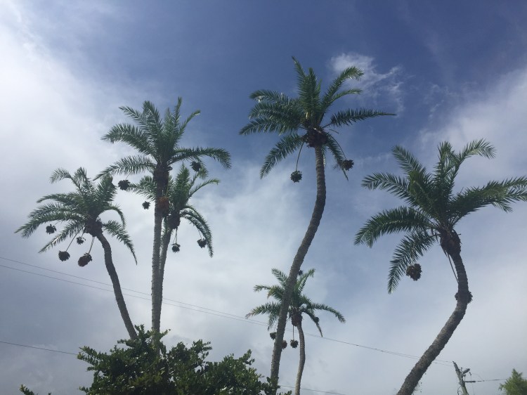 Palm Trees with Earrings