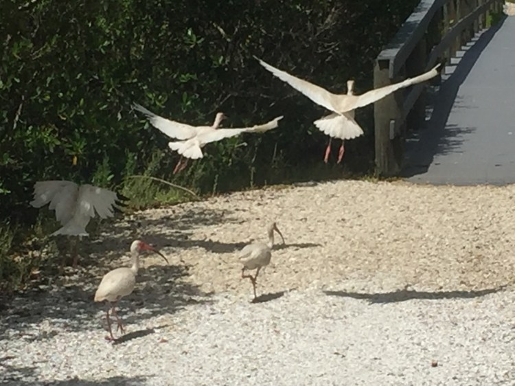 Ibis flight