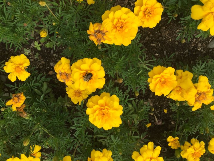 Marigold and a Bee