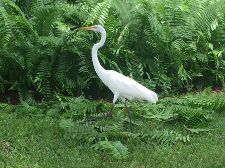 White Heron