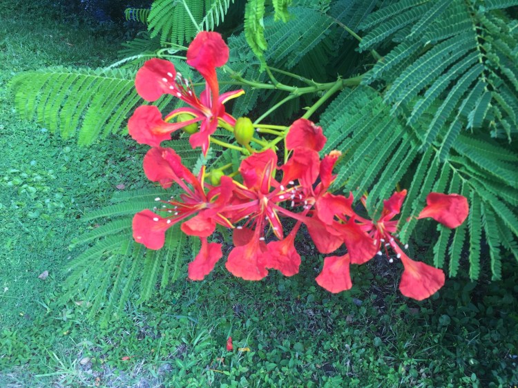 Royal Poinciana