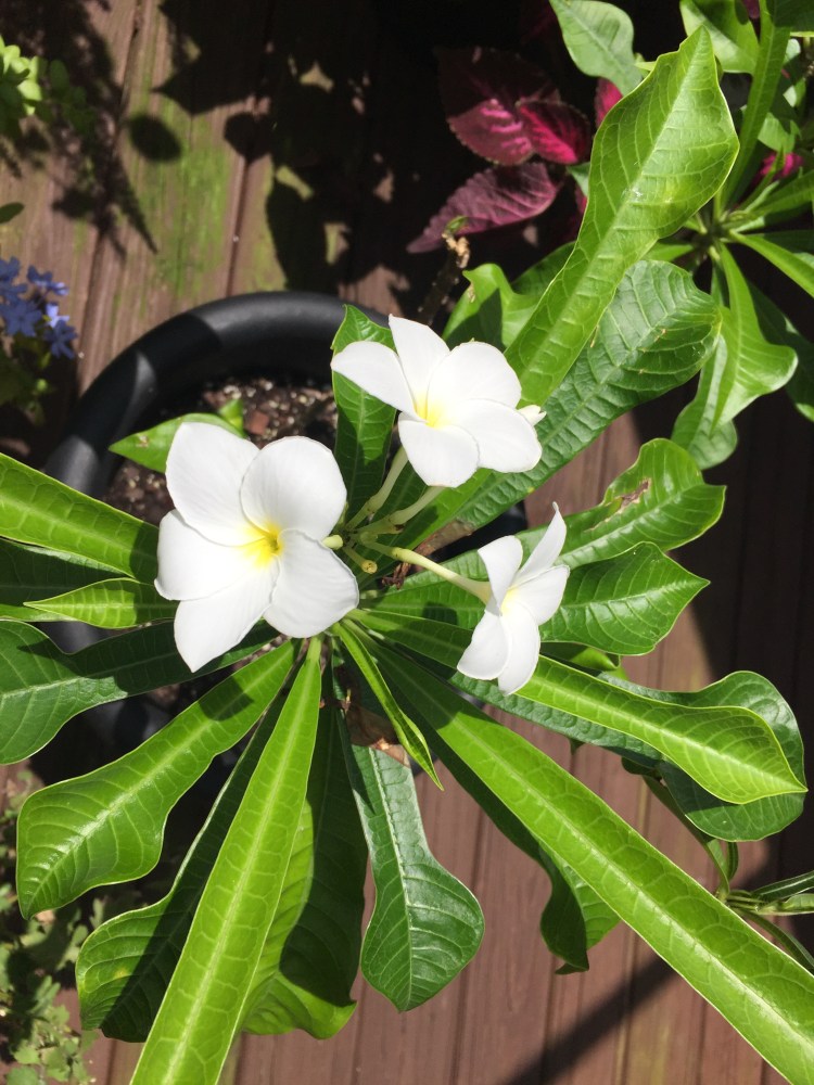 Bridal Bouquet plant