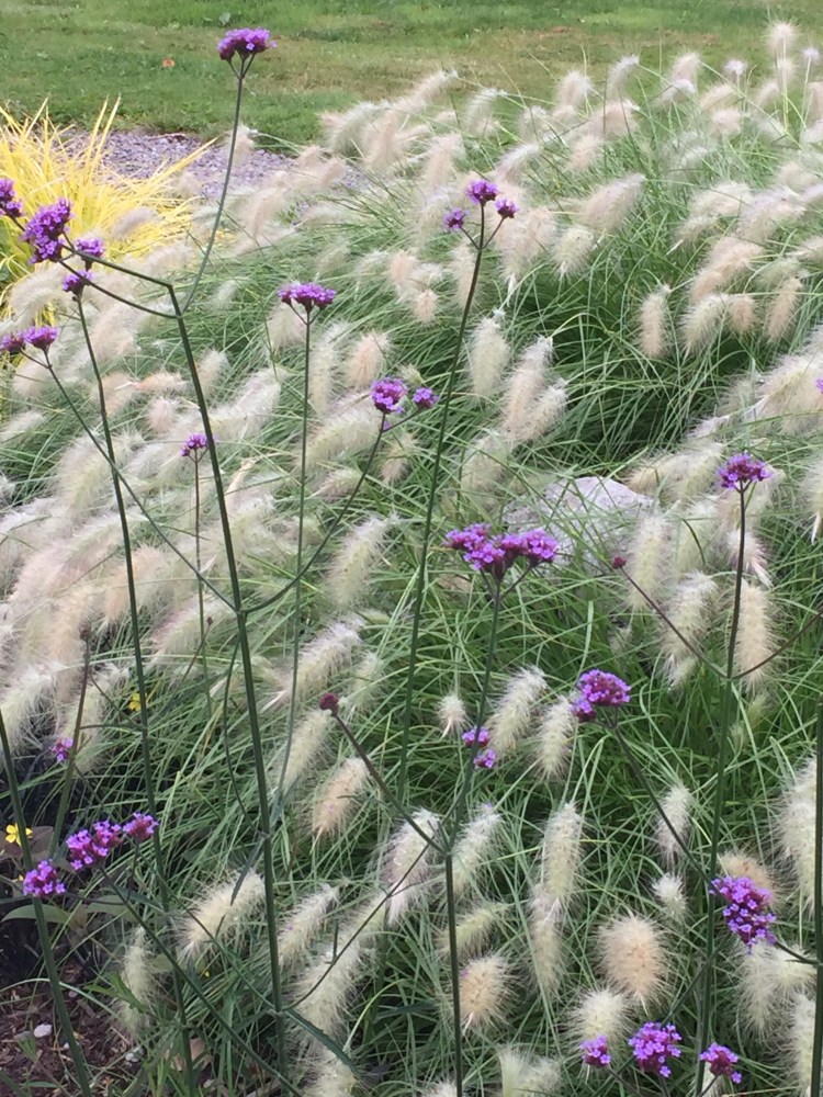 Grass and purple flowers